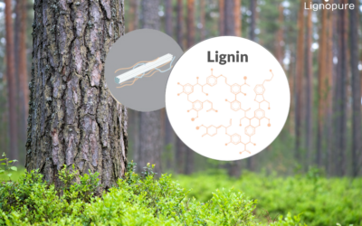 What is lignin?