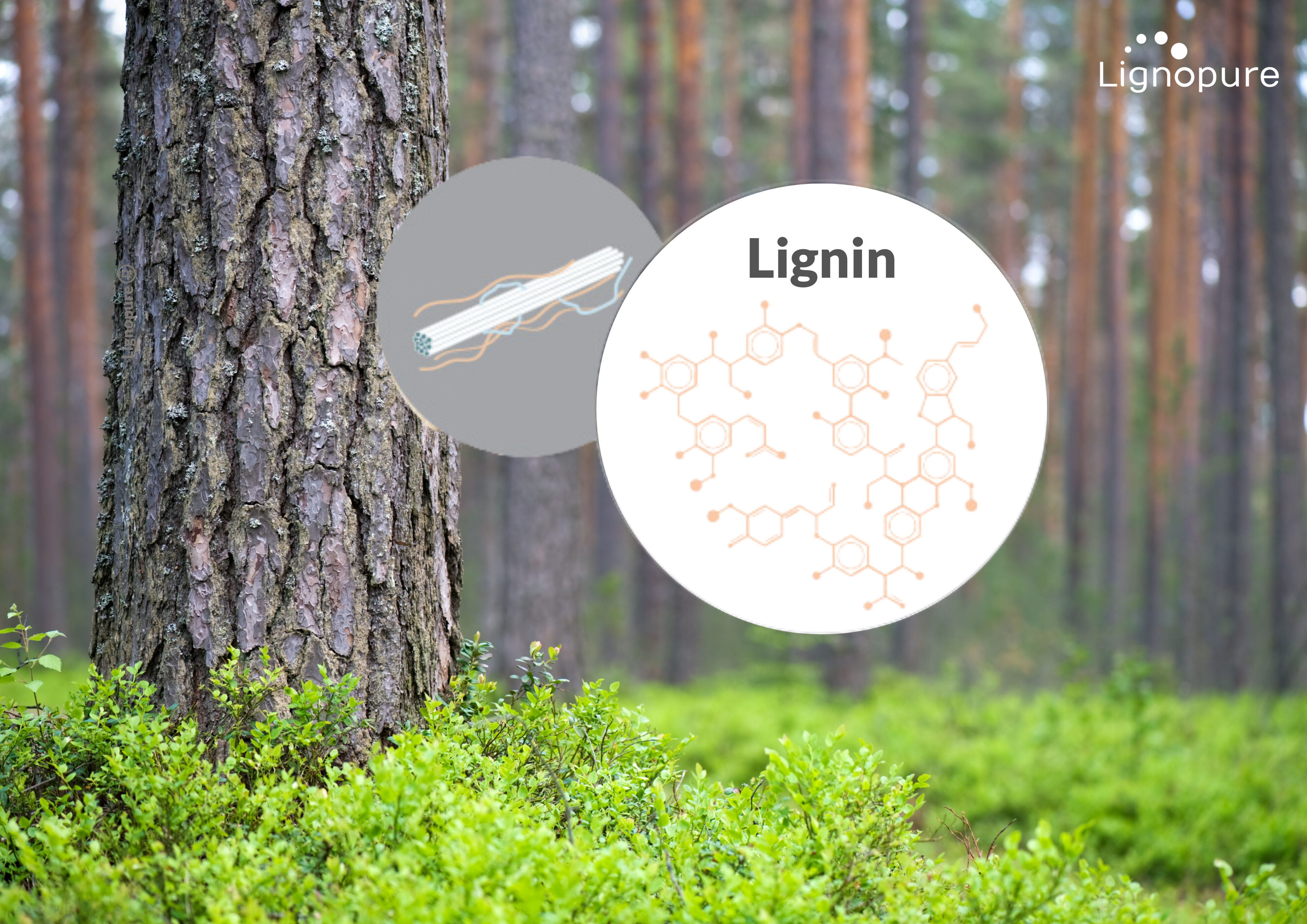 what is lignin? Lignopure