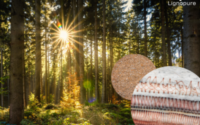 Where does lignin come from?