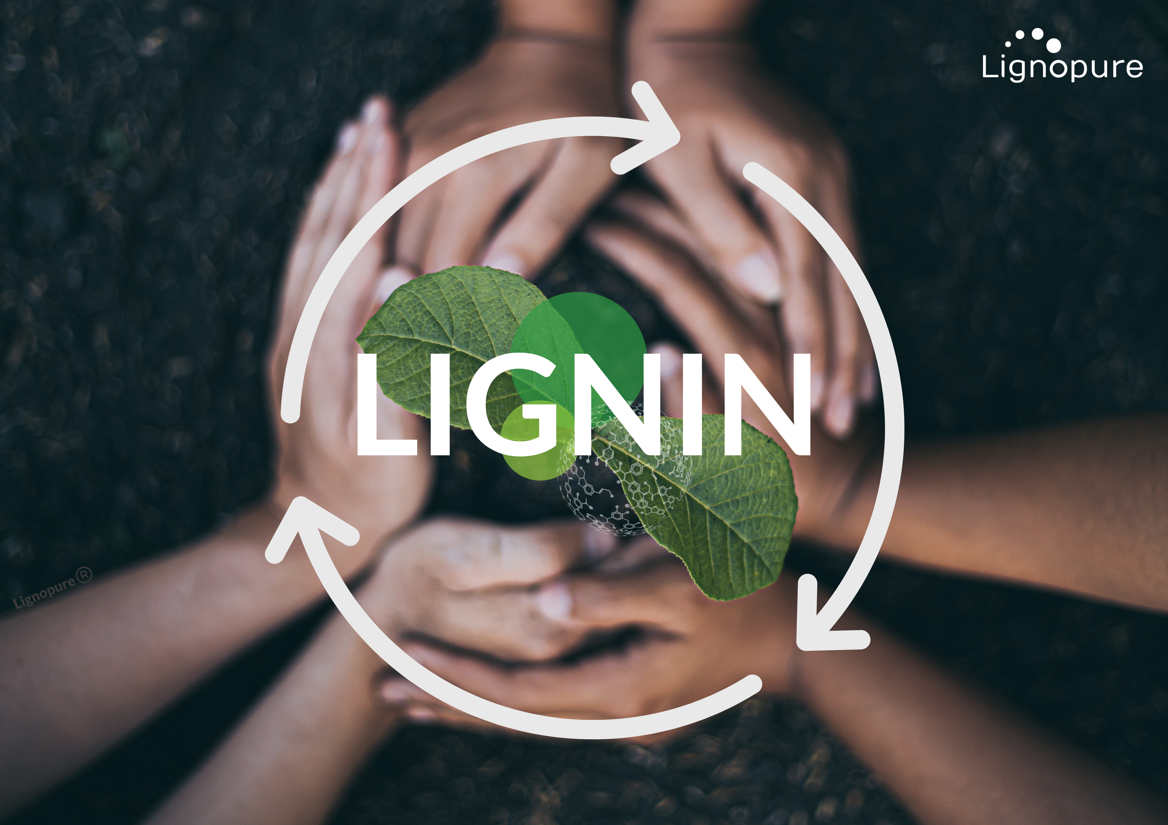what is lignin? Lignopure