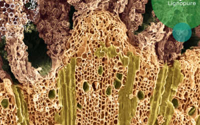 Lignin composition and structural differences