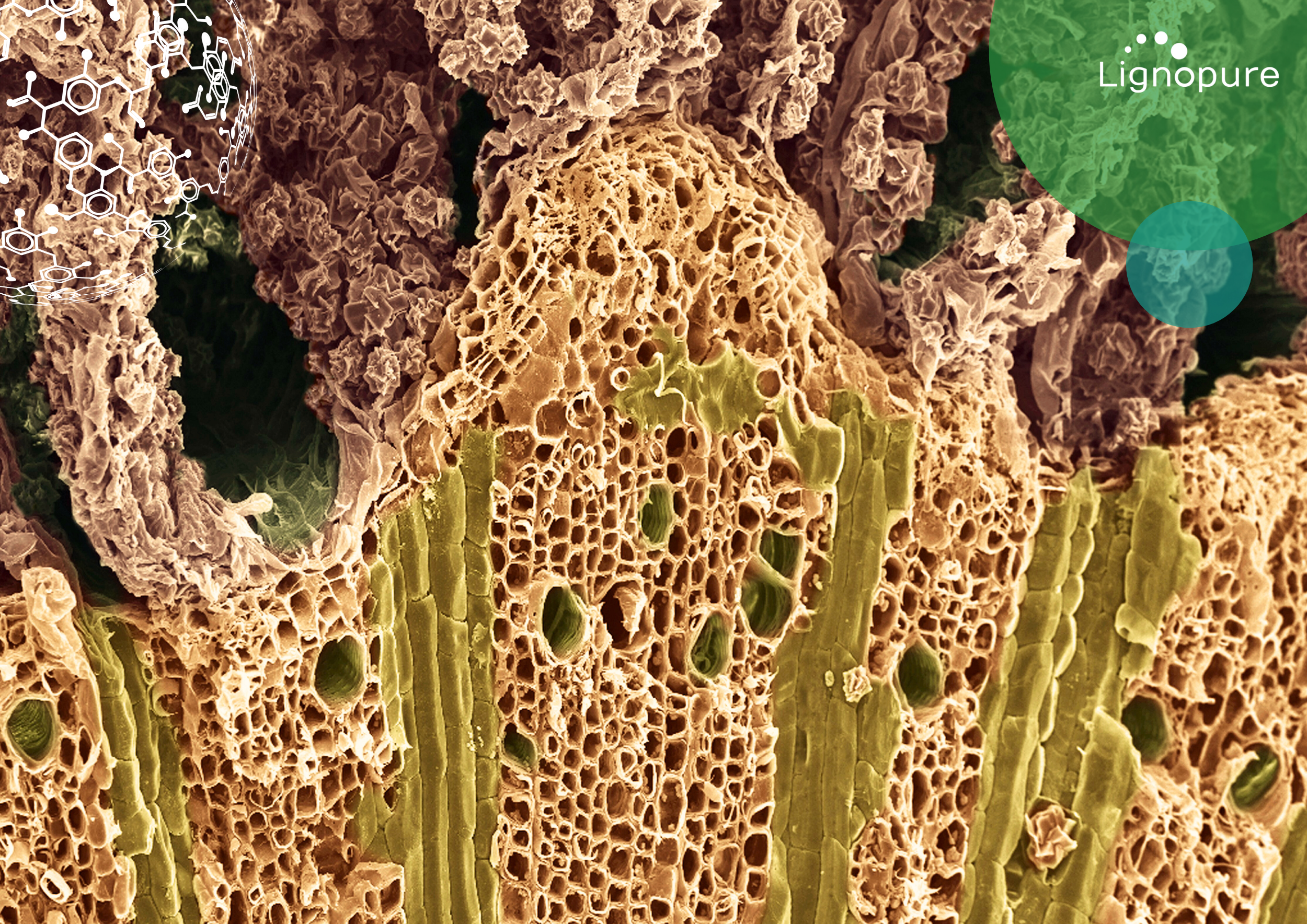 what is lignin? Lignopure