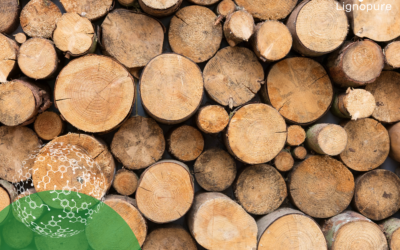 Lignopure is featured in Research and Market’s “Global Market for Lignin 2024-2034” report