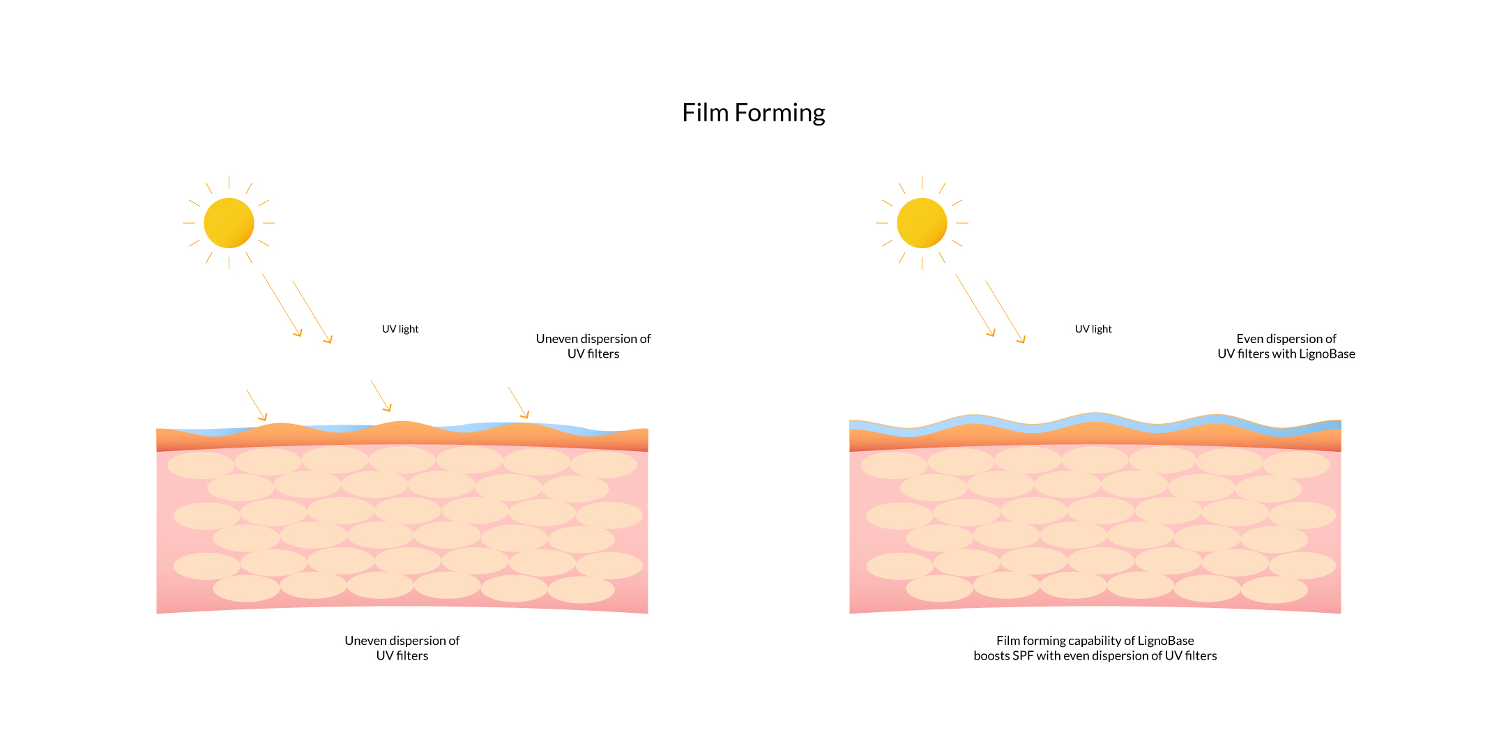 LignoBase SPF booster Film Forming